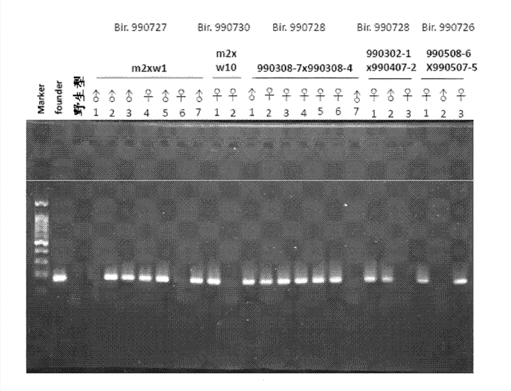 Manufacture of hSCARB 2 transgenic mouse and application of the transgenic mouse as enterovirus infection animal model