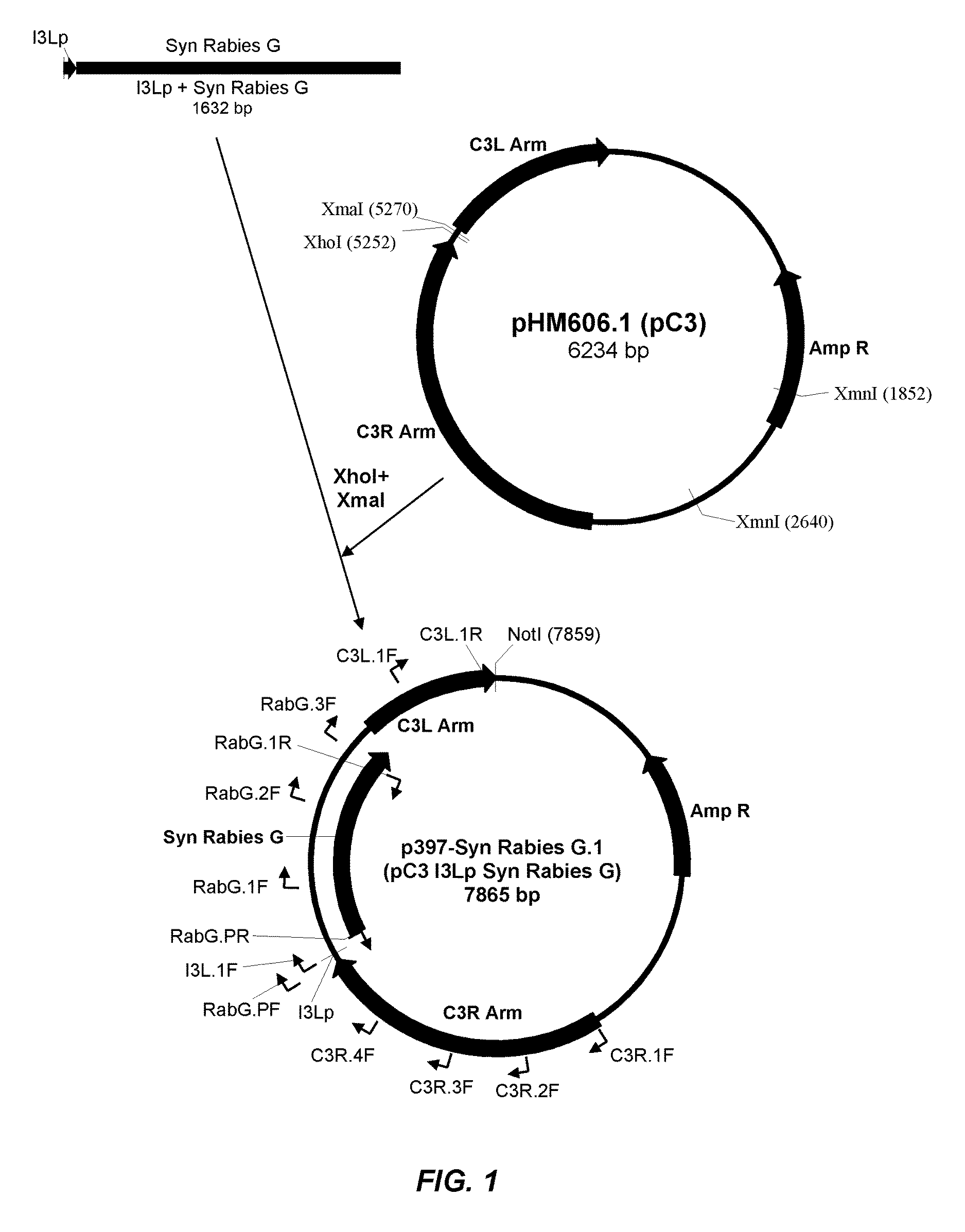 Recombinant poxviral vectors expressing both rabies and OX40 proteins, and vaccines made therefrom