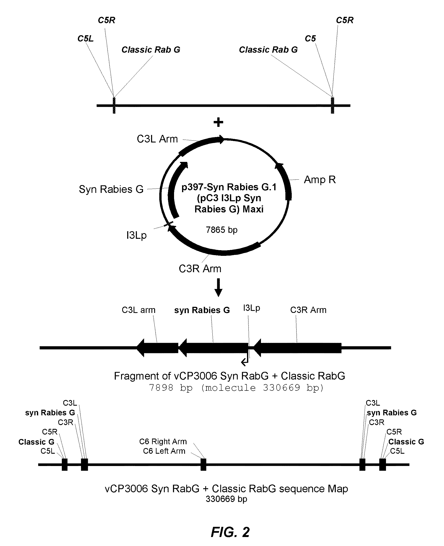 Recombinant poxviral vectors expressing both rabies and OX40 proteins, and vaccines made therefrom