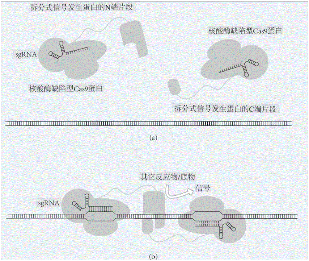 Detection method of nucleic acid