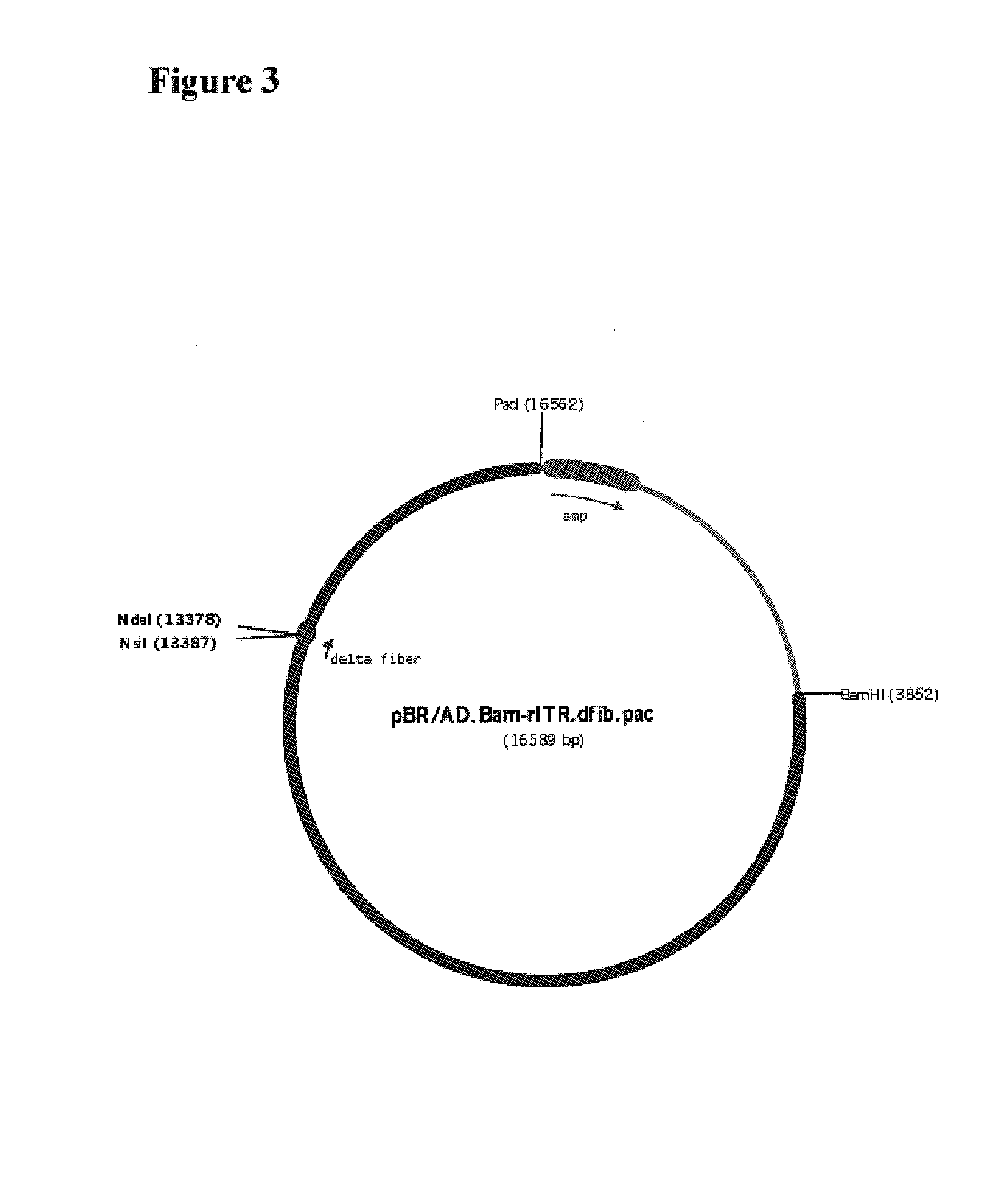 Viral vectors having tissue tropism for T-lymphocytes, B- and mast cells