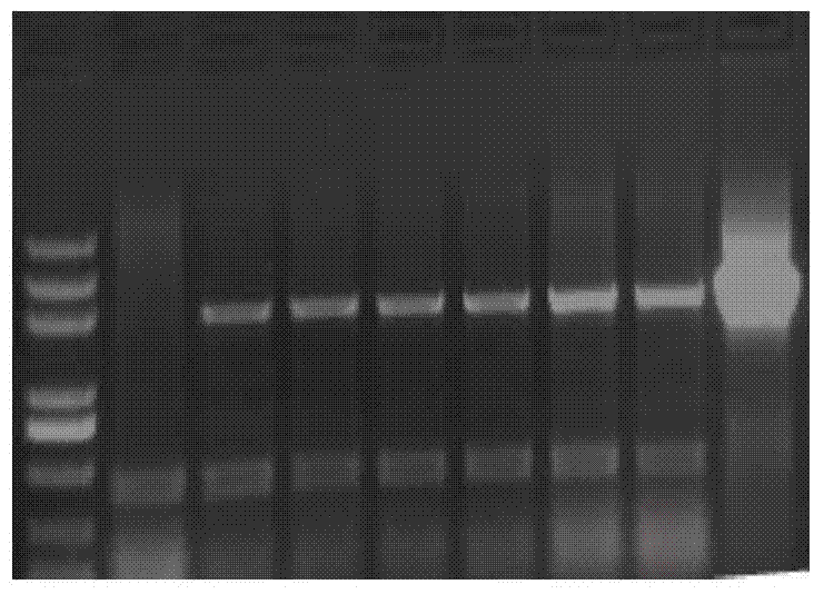 Method for obtaining transgenic cotton through agrobacterium-mediated living immature embryo transformation