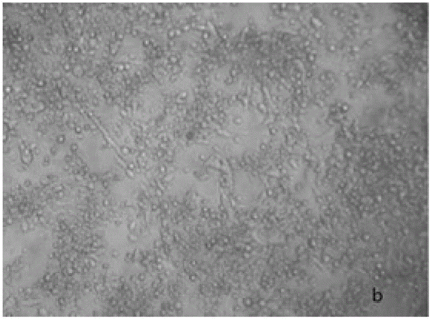 RT-LAMP (reverse transcription loop-mediated isothermal amplification) detection method for transmissible gastroenteritis of swine TGE