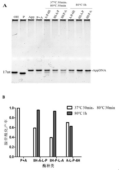 Novel phosphorylated adenosine acylase as well as preparation method and application thereof