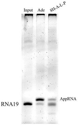 Novel phosphorylated adenosine acylase as well as preparation method and application thereof