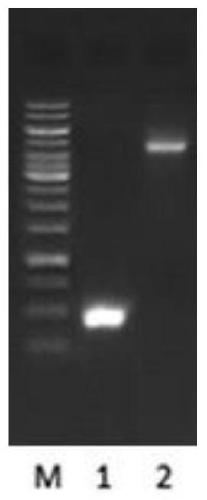 trail membrane-penetrating peptide-like mutant mur6, preparation method and application