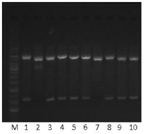 trail membrane-penetrating peptide-like mutant mur6, preparation method and application