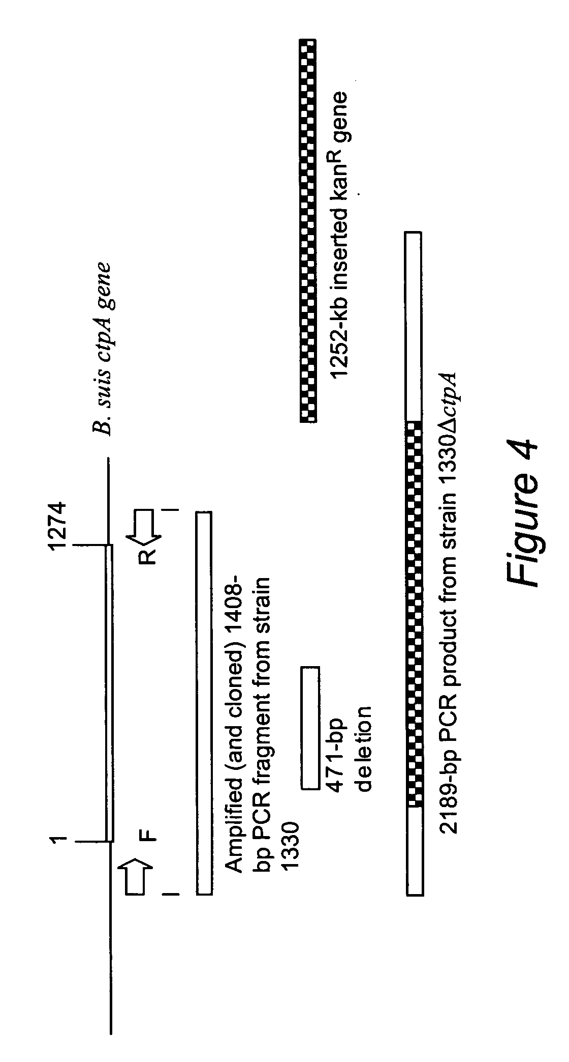 Development of a live, attenuated, recombinant vaccine for Brucellosis