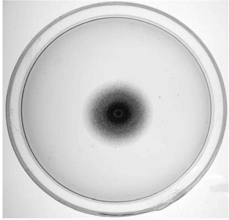 Penicillium sp. mutant strain and application of penicillium sp. mutant strain to cellulase preparation