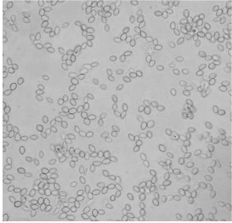 Penicillium sp. mutant strain and application of penicillium sp. mutant strain to cellulase preparation