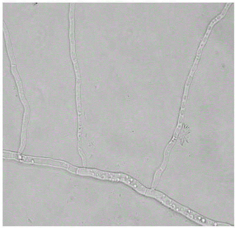 Penicillium sp. mutant strain and application of penicillium sp. mutant strain to cellulase preparation