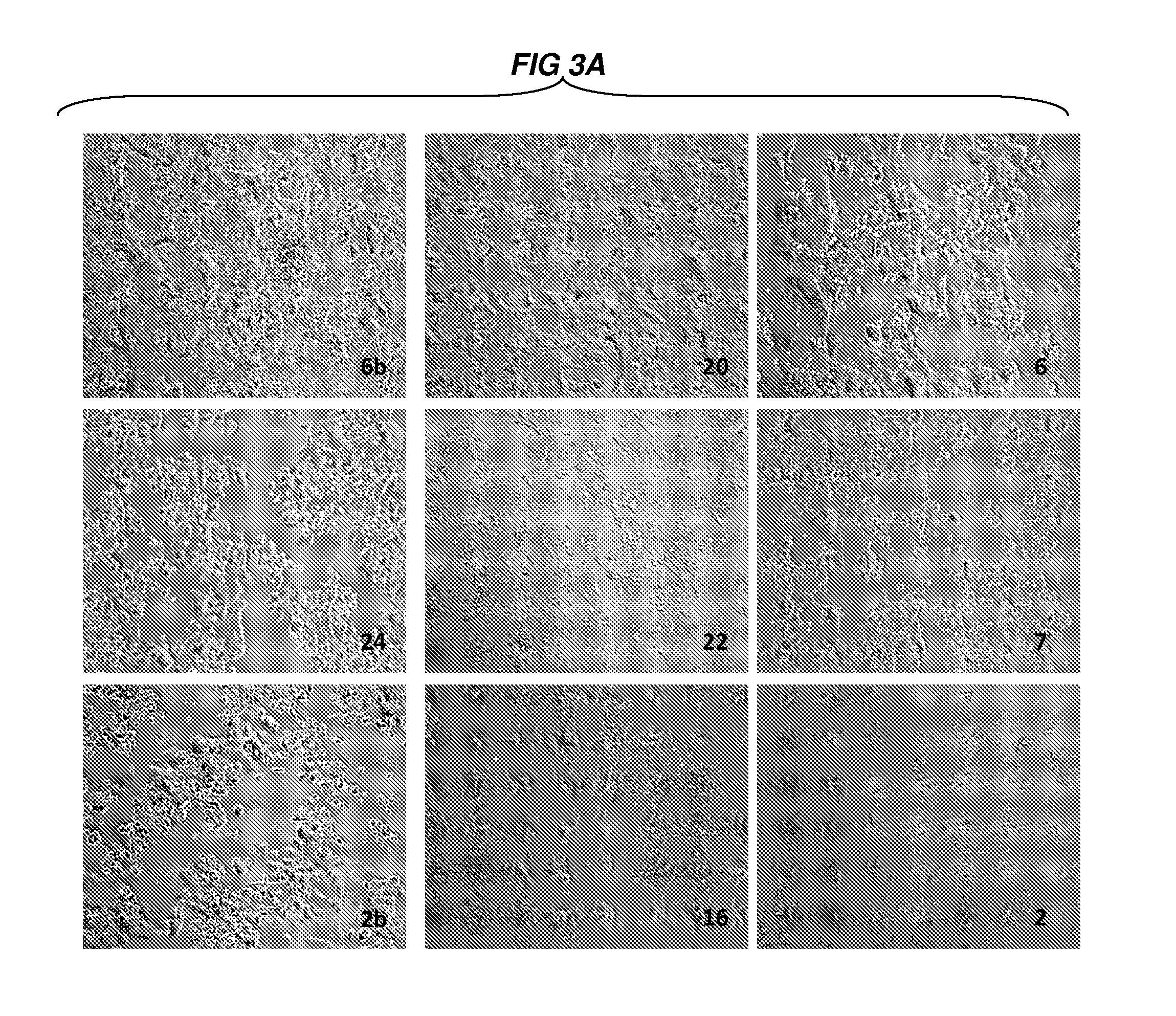 Stable reprogrammed cells