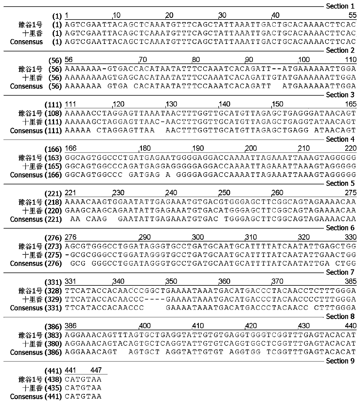 Setaria italica anti-rust gene coseparated molecular marker and detection method thereof