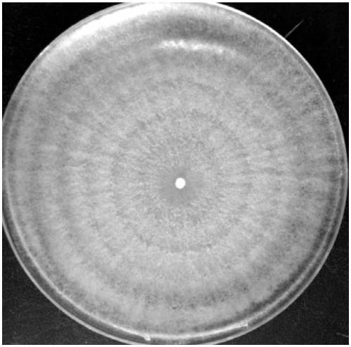 Growth-promoting bacteria for promoting growth of alfalfa on saline and alkaline land and microbial organic fertilizer thereof