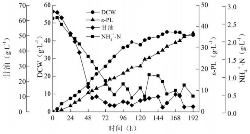 A strain of Streptomyces producing ε-polylysine and its application