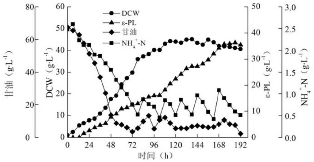 A strain of Streptomyces producing ε-polylysine and its application