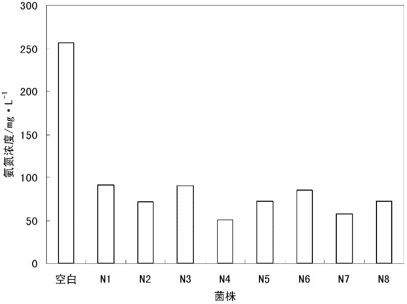 Composite heterotrophic nitrifying bacterial agent and application of same in nitrogen removal treatment of waste water containing ammonia and nitrogen