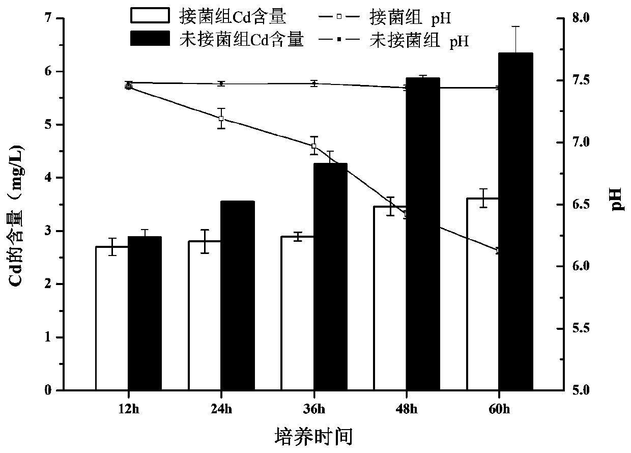 A method for remediating cadmium-contaminated soil by using Aspergillus polydotium in combination with Solanum nigrum