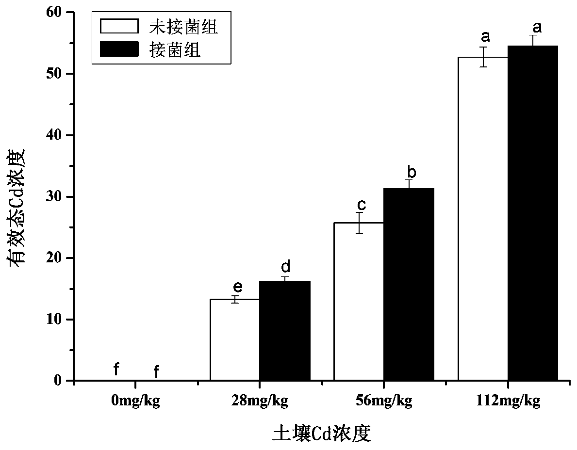 A method for remediating cadmium-contaminated soil by using Aspergillus polydotium in combination with Solanum nigrum