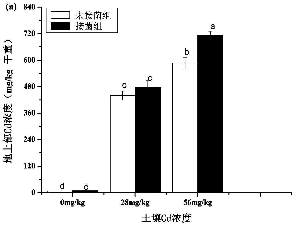 A method for remediating cadmium-contaminated soil by using Aspergillus polydotium in combination with Solanum nigrum