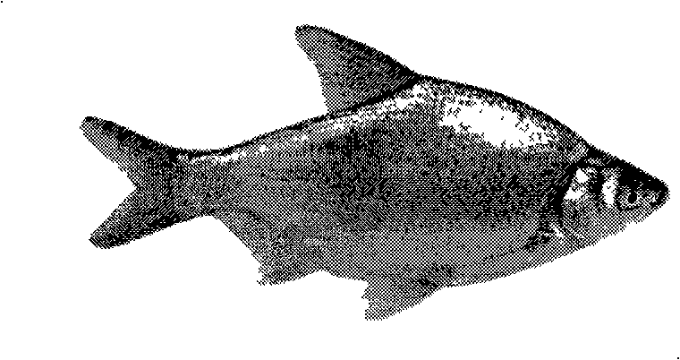 Distant hybridization method for megalobrama amblycephala and yellow catfish