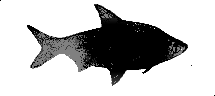 Distant hybridization method for megalobrama amblycephala and yellow catfish