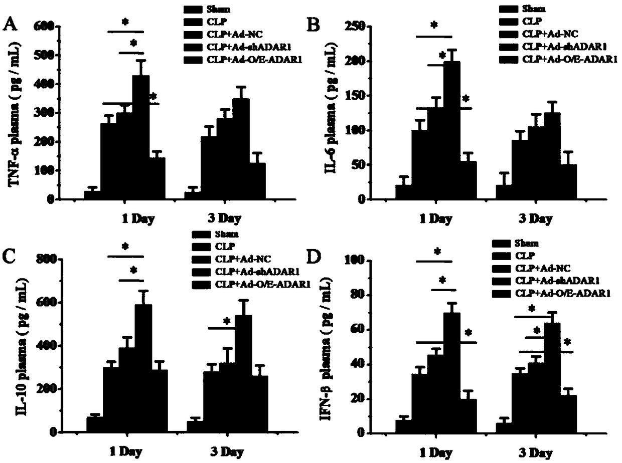 ADAR1 (Adenosine Deaminases Acting on RNA1) over-expressed virus vector as well as construction method and application thereof