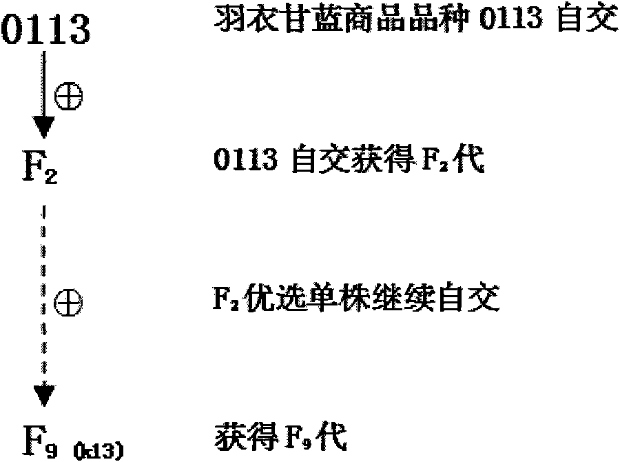 Method for constructing collard cytoplasmic male sterility near-isogenic lines