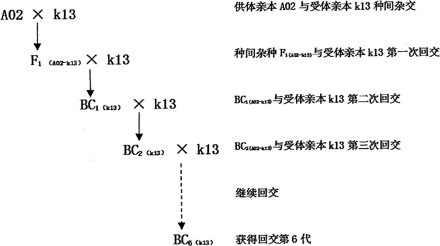 Method for constructing collard cytoplasmic male sterility near-isogenic lines