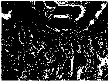 Method for manufacturing bone tissue slice by decalcification method