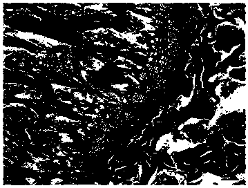 Method for manufacturing bone tissue slice by decalcification method