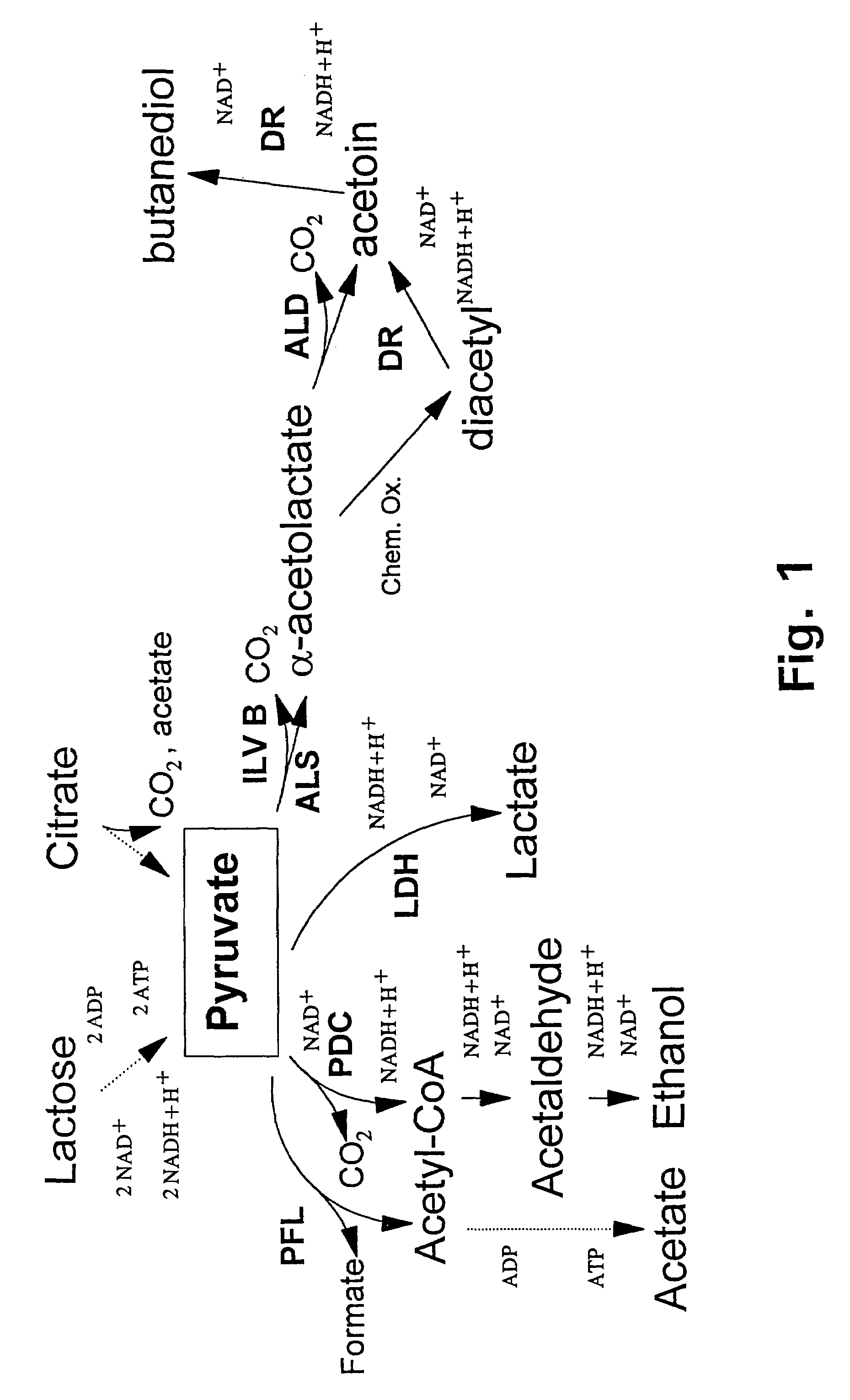 Metabolically engineered lactic acid bacteria and their use