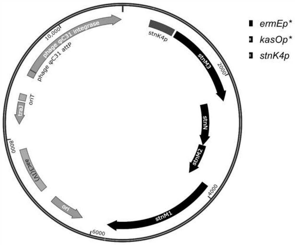 Strong promoter suitable for streptomyces and application thereof