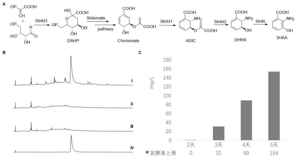 Strong promoter suitable for streptomyces and application thereof