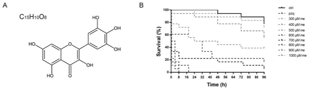 Application of myricetin in preparation of drug for treating schistosomiasis