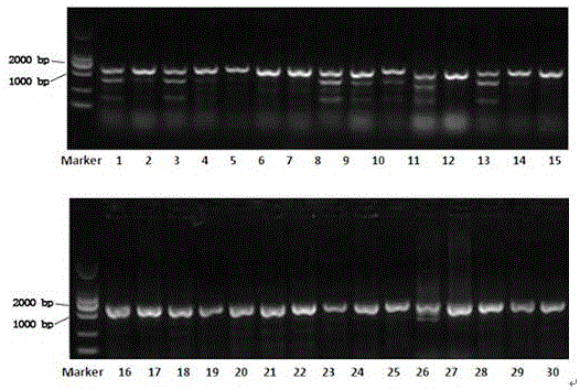 CRISPR/Cas9 targeted knockout human hepatitis B virus P gene and specific gRNA thereof