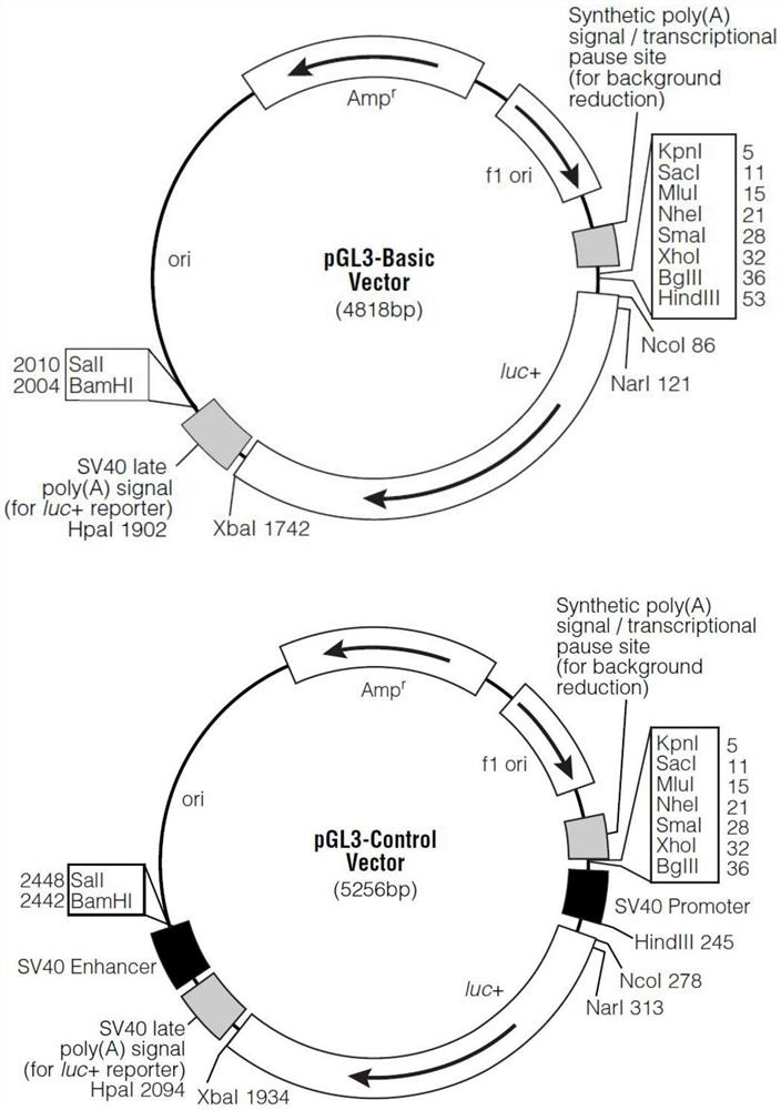 Skeletal muscle specific promoter and its application