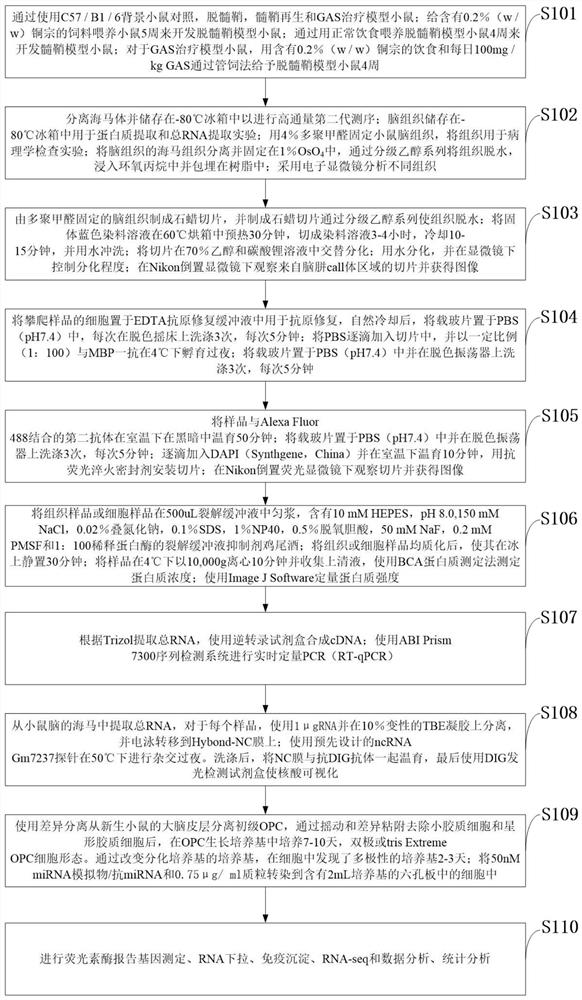 A kind of measuring method of gm7237 to central nervous myelinization