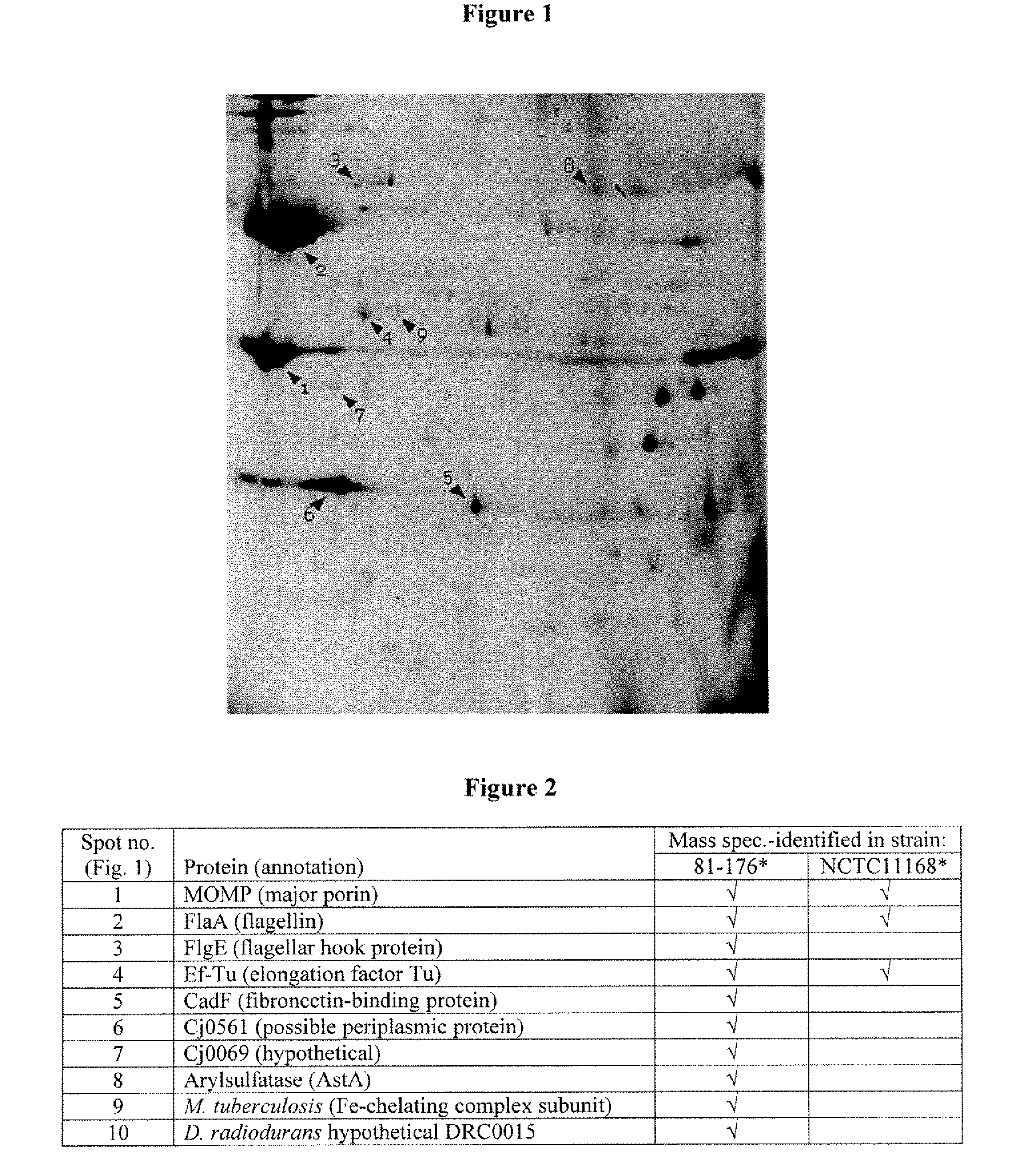 Campylobacter Jejuni Outer Membrane Protein Immunogenic Composition