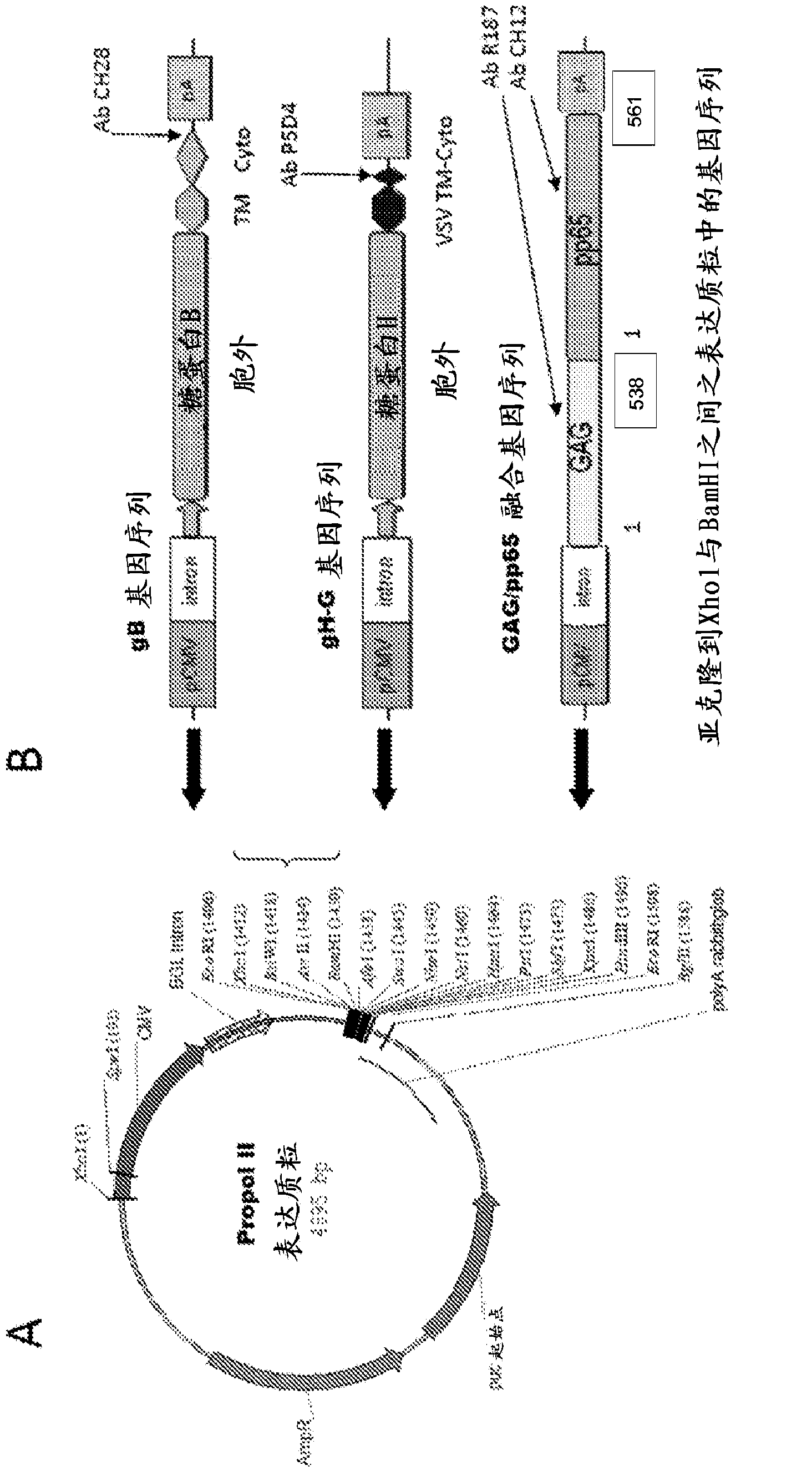 Compositions and methods for treatment of cytomegalovirus