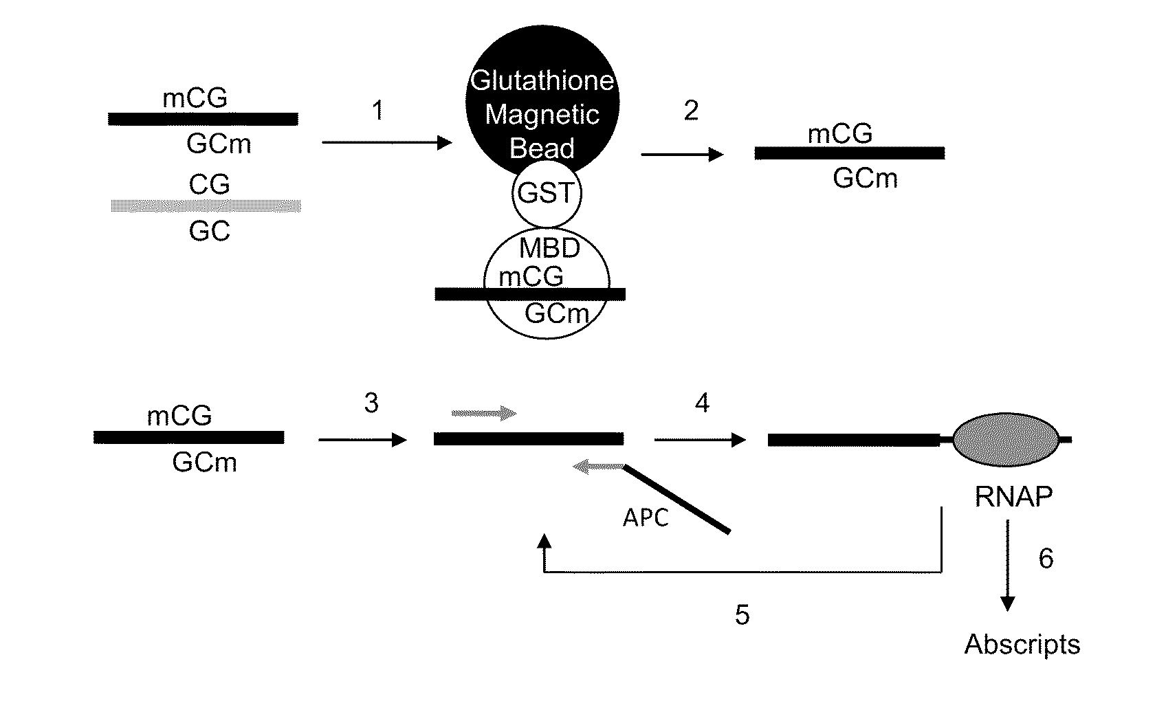 Abscription based molecular detection