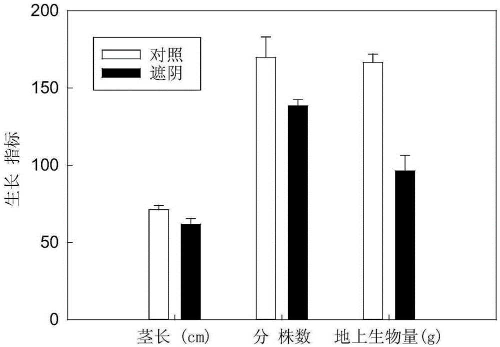 Biological-physical control method for spartina alterniflora