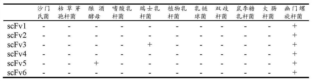 Anti-helicobacter pylori recombinant antibody, preparation method and application