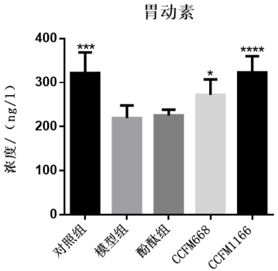 A Bifidobacterium bifidum that relieves constipation and regulates intestinal flora disturbance and its application