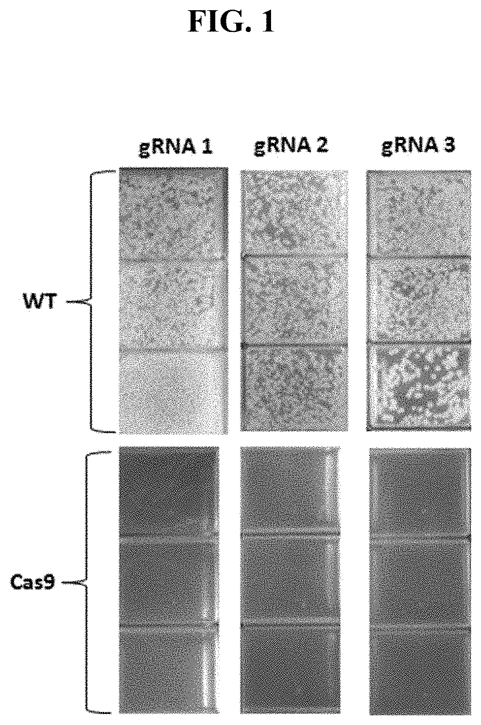 Genome editing using crispr in corynebacterium