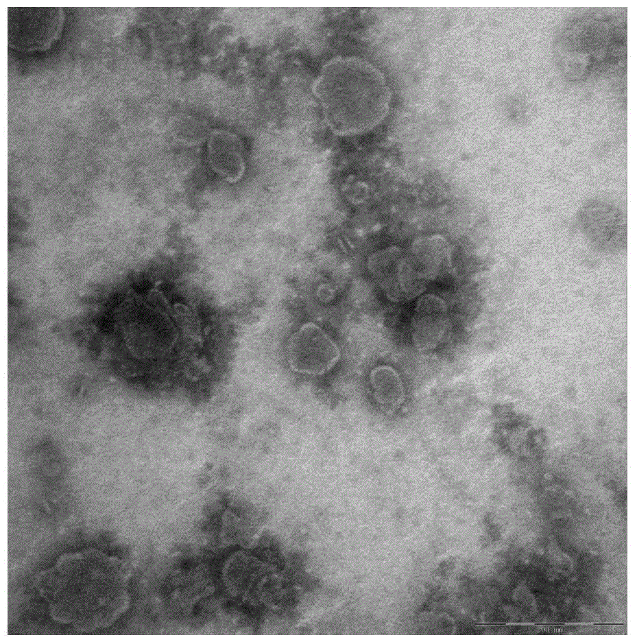 Bi-function ligand targeting dendritic cell tumor vaccine and preparation method thereof