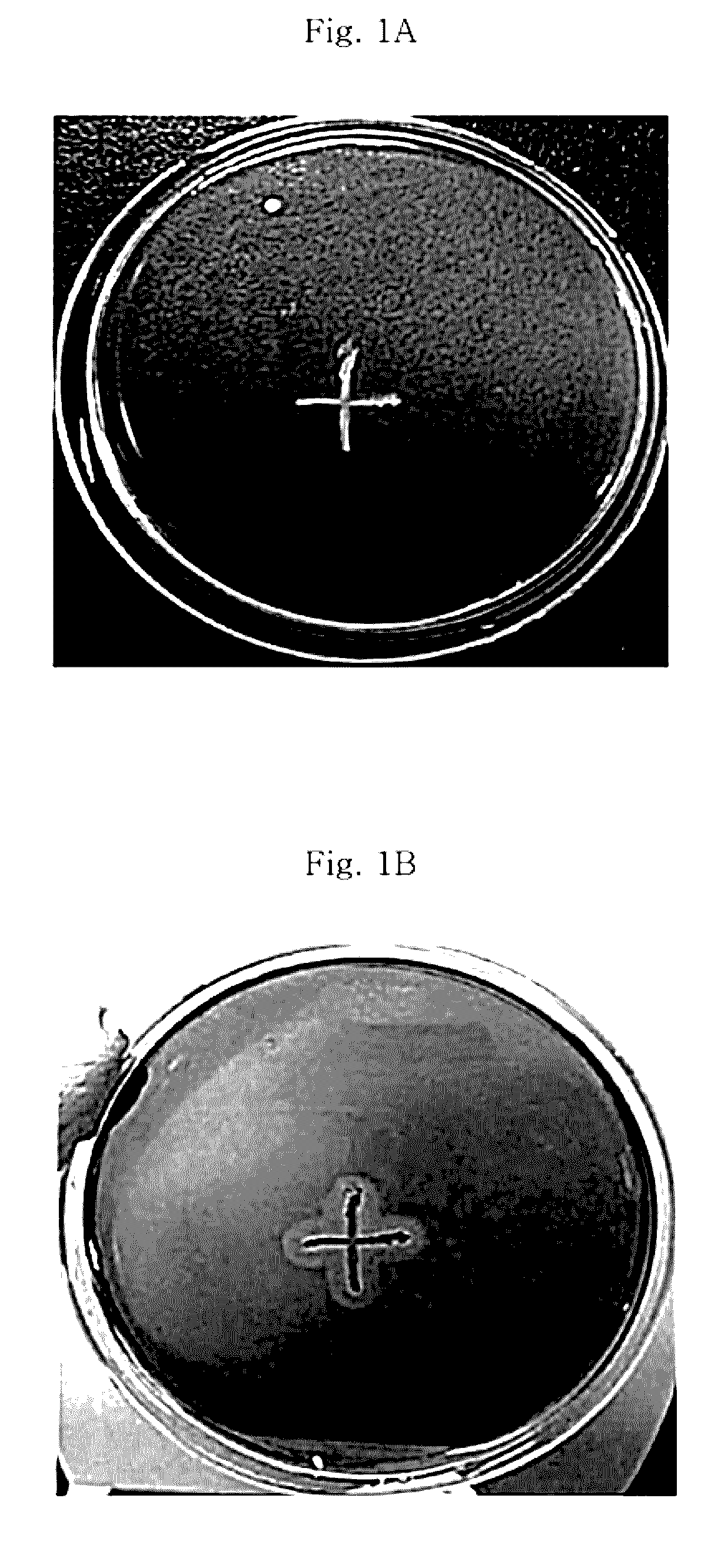 <i>Paenibacillus </i>sp. CAA11 capable of saccharification and fermentation of cellulose and transformed strain thereof