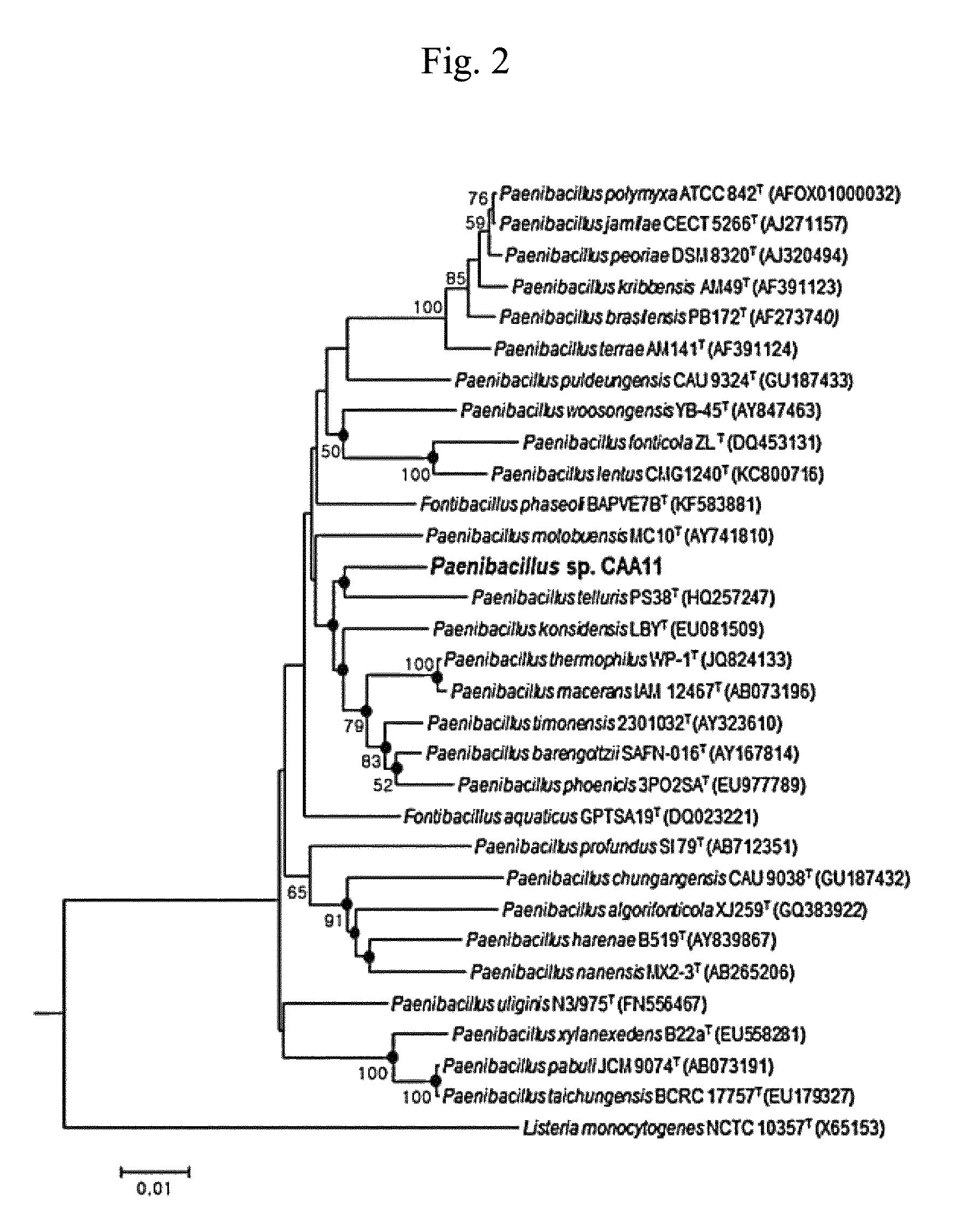 <i>Paenibacillus </i>sp. CAA11 capable of saccharification and fermentation of cellulose and transformed strain thereof