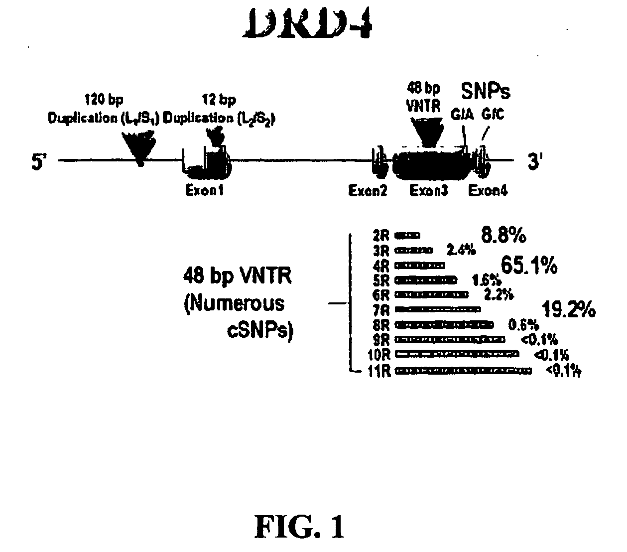 Reagents and methods for diagnosis of attention deficit hyperactivity disorder