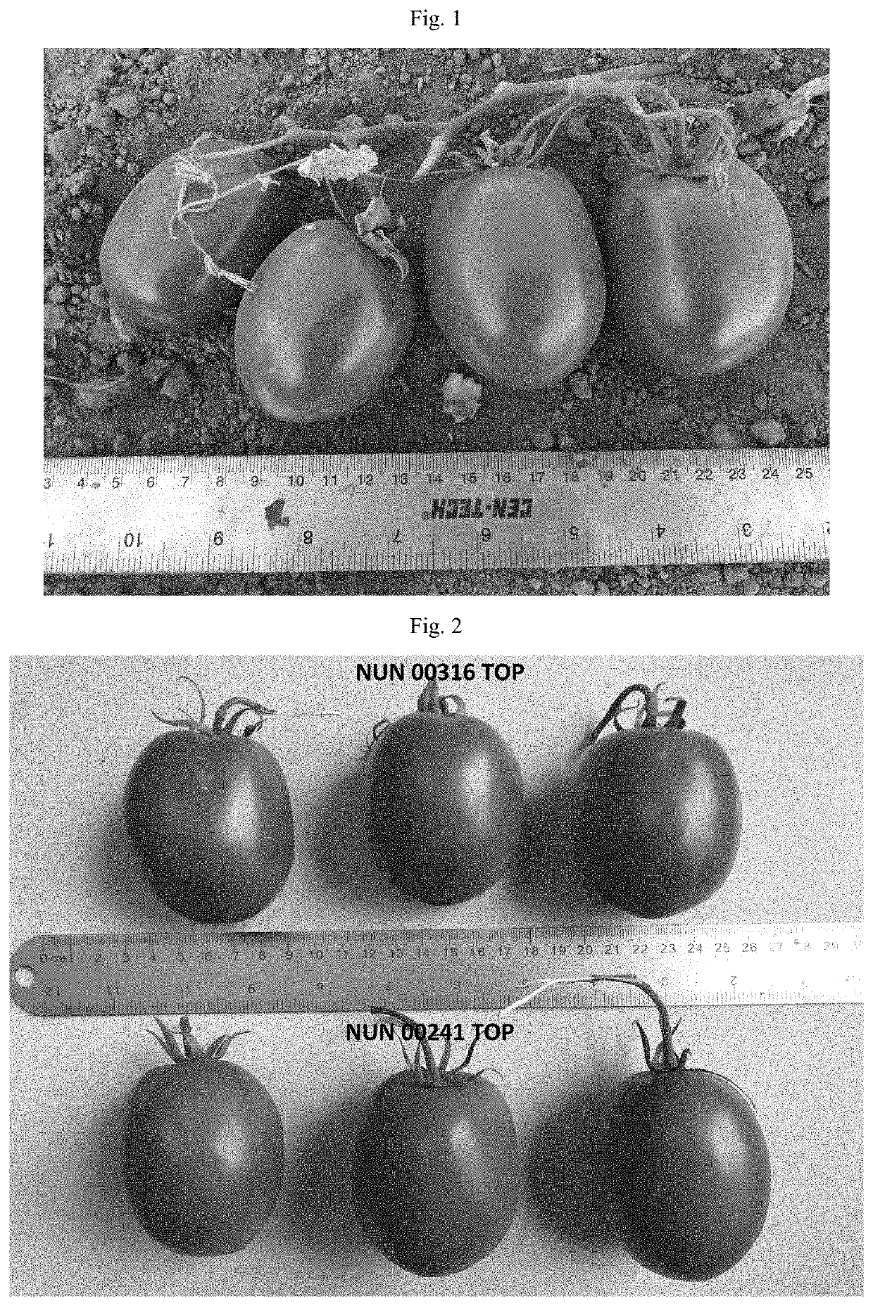 Tomato variety nun 00316 top